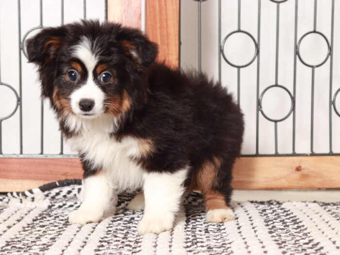 Cody - Happy Male Mini Aussie Puppy - Image 3