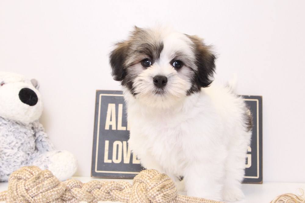 Coton de Tulear Puppies for Sale Florida FL Puppies Online