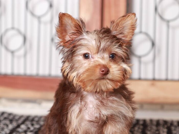 Chocolate yorkie puppy hotsell