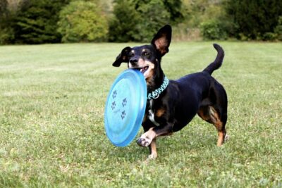dachshund with a frisbee