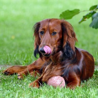 long haired dachshund playing with a ball