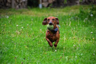 Dachshund playing