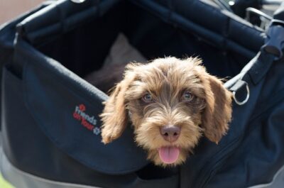 Dachshund inside the bag