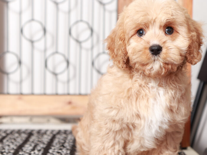 Dallas - Male Cavapoo Puppy For Sale