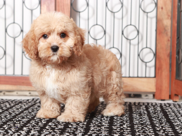 Dallas - Male Cavapoo Puppy For Sale - Image 2
