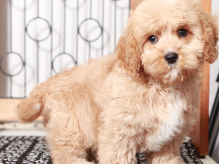 Dallas - Male Cavapoo Puppy For Sale - Image 3
