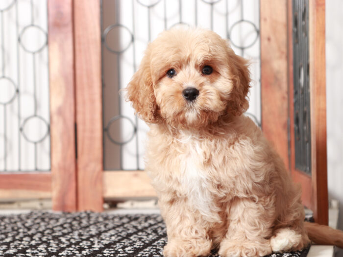Dallas - Male Cavapoo Puppy For Sale - Image 4