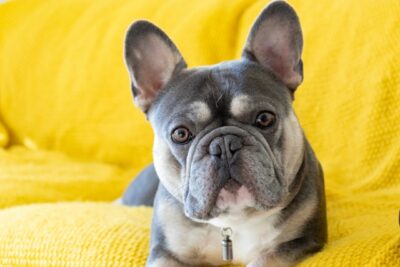 French Bulldog laying down on a yellow sofa