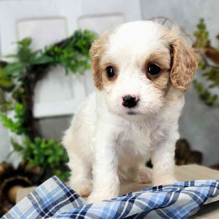 Dan - Male Cavapoo Puppy For Sale - Image 3