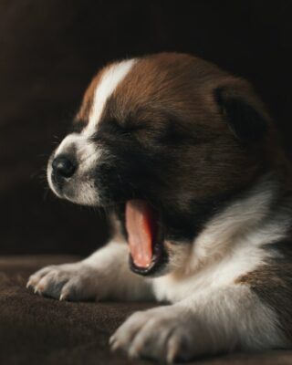 Puppy yawning