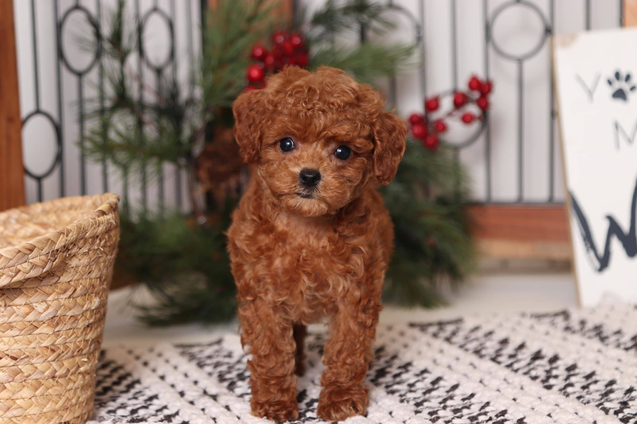 Darla - Amazing Little Red Female F1B Cavapoo Puppy - Florida Puppies ...
