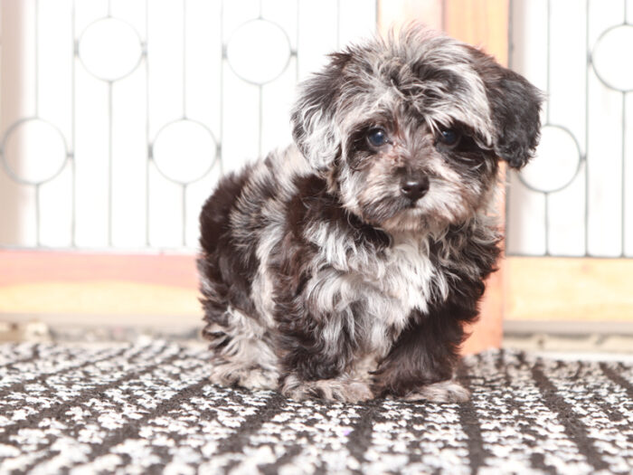Darla - Little Female Yorkie-Poo Puppy