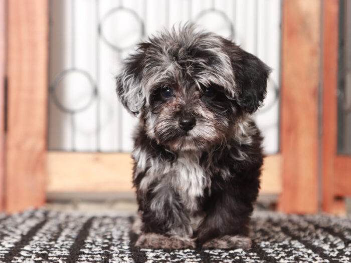 Darla - Little Female Yorkie-Poo Puppy - Image 2