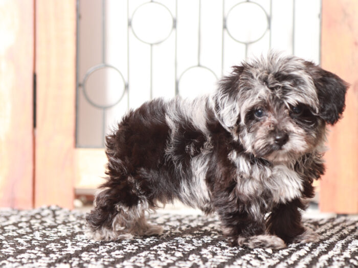 Darla - Little Female Yorkie-Poo Puppy - Image 3