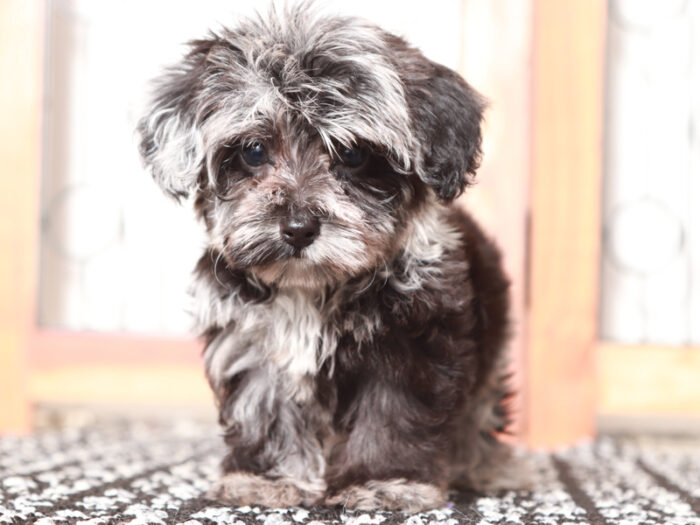 Darla - Little Female Yorkie-Poo Puppy - Image 4