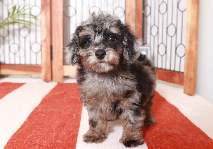 Darwin -  Cool Little ACA Male Poodle Puppy