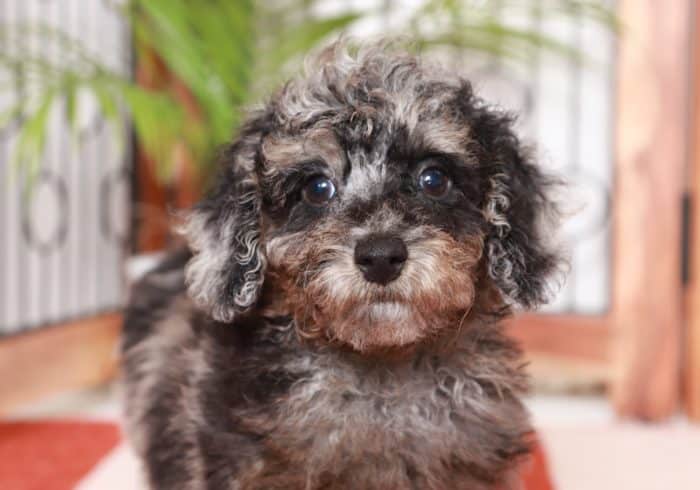 Darwin -  Cool Little ACA Male Poodle Puppy - Image 2