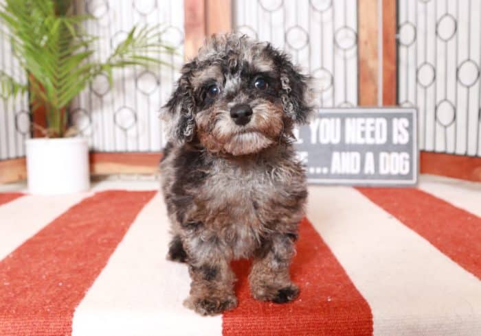 Darwin -  Cool Little ACA Male Poodle Puppy - Image 3