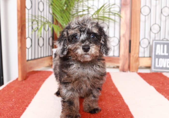 Darwin -  Cool Little ACA Male Poodle Puppy - Image 4