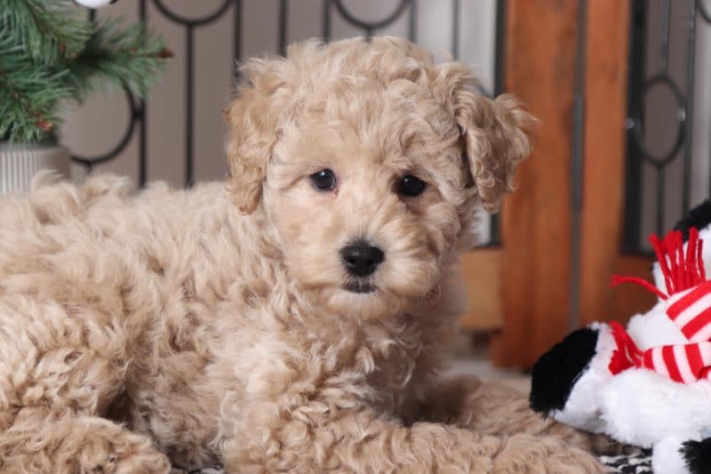 Dash - Awesome Male F1B Mini Goldendoodle Puppy - Florida ...