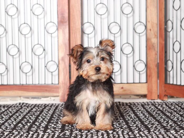 Dasher - Cute Little Male ACA Yorkie Puppy