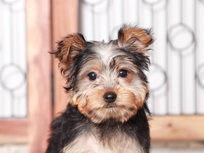 Dasher - Cute Little Male ACA Yorkie Puppy - Image 5