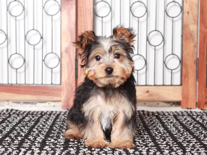 Dasher - Cute Little Male ACA Yorkie Puppy - Image 4