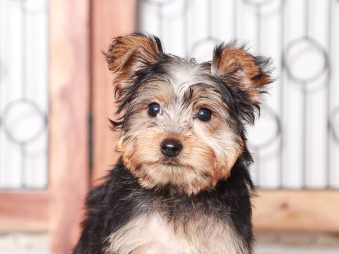 Dasher - Cute Little Male ACA Yorkie Puppy - Image 3