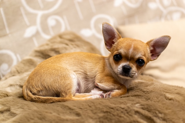 how long do chihuahuas live