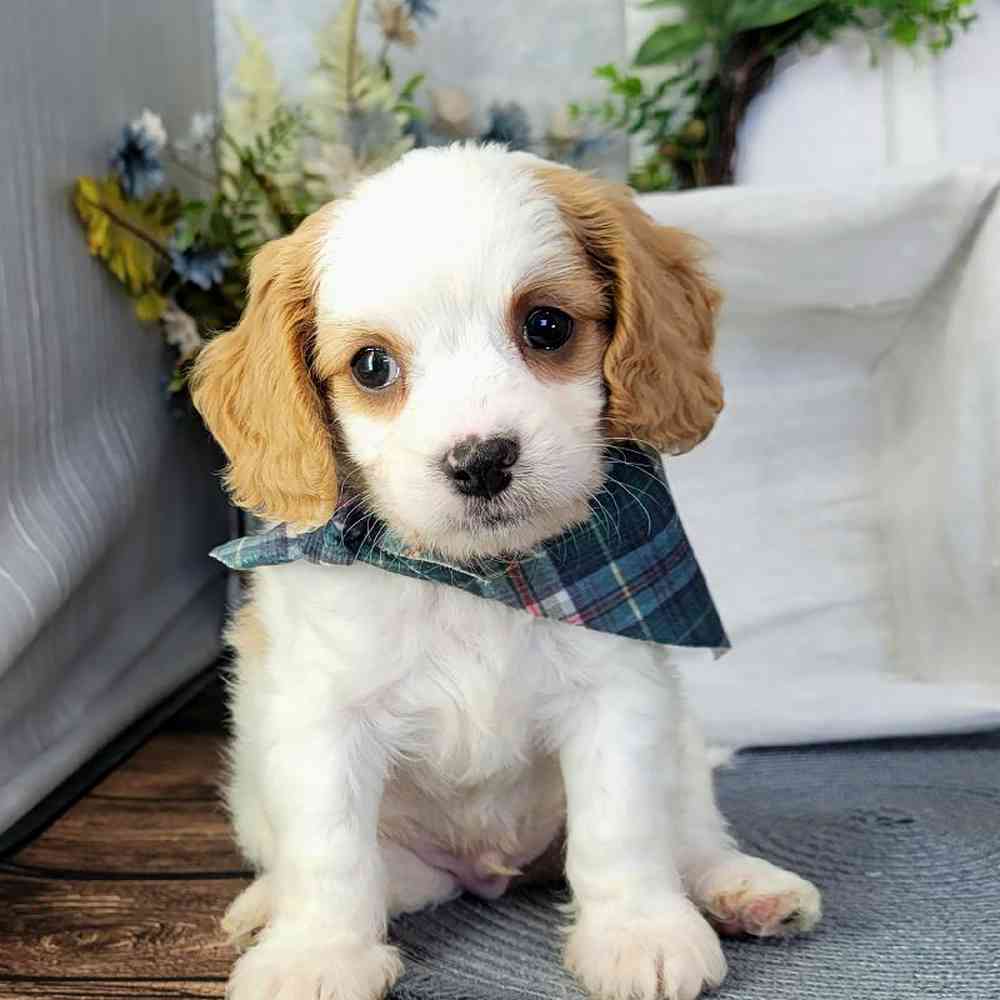 David Male Cavapoo Puppy For Sale Florida Puppies Online
