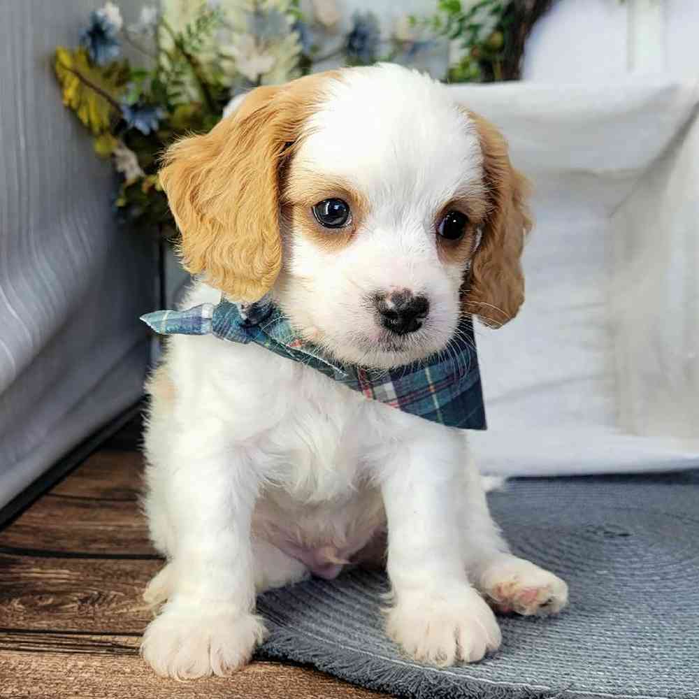 David - Male Cavapoo Puppy For Sale - Image 4