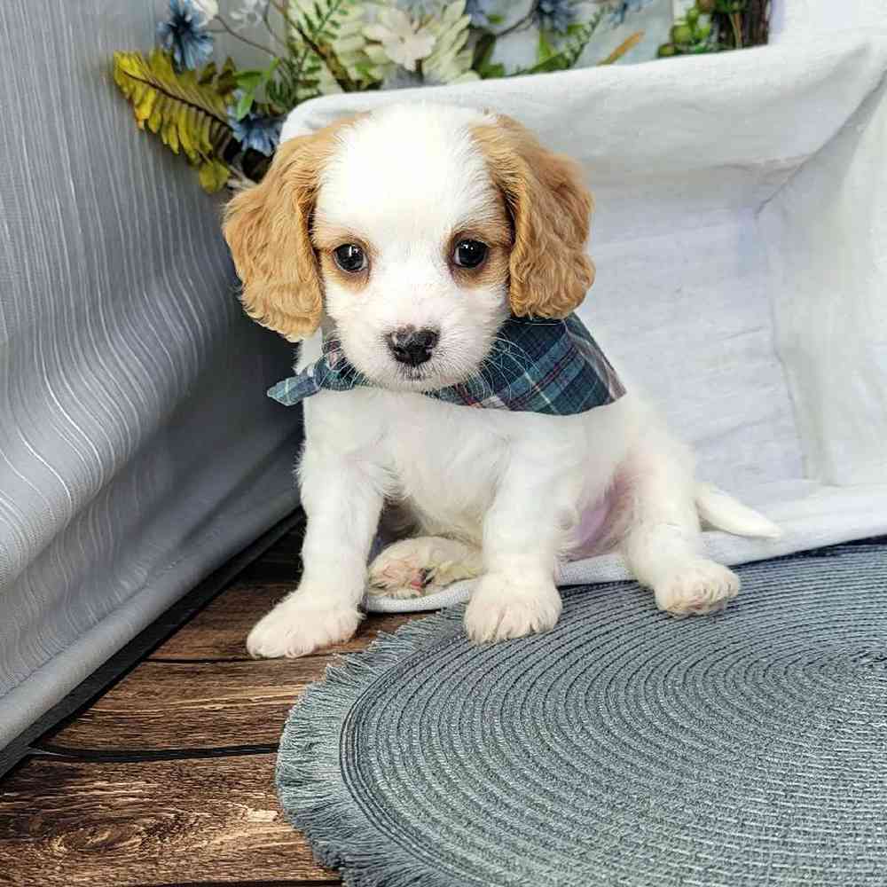David - Male Cavapoo Puppy For Sale - Image 3