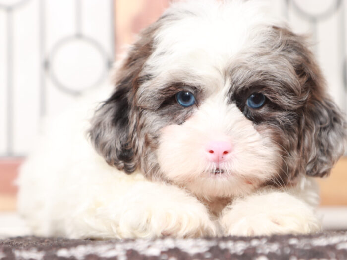 Shih Poo Puppy for sale