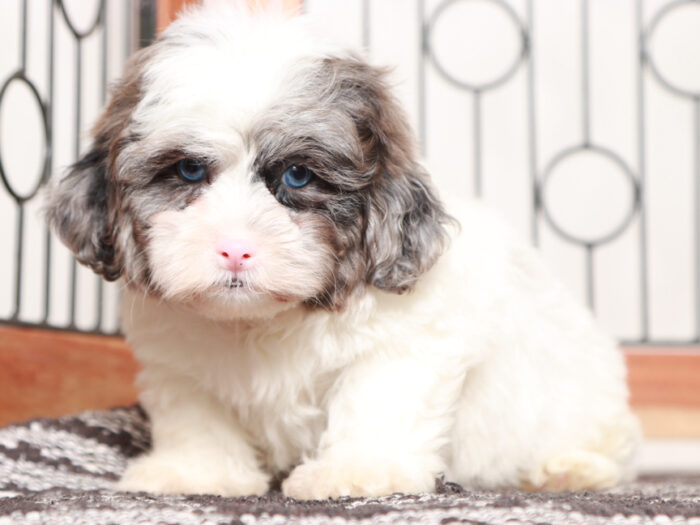 Decker- Playful Male Shih-Poo Puppy - Image 2