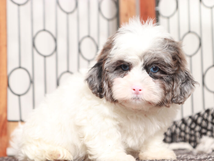 Decker- Playful Male Shih-Poo Puppy - Image 3