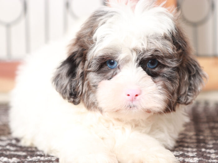 Shihpoo puppy