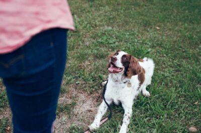 Owner training a dog