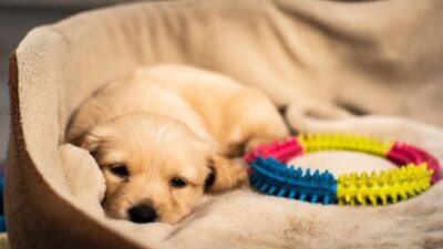 Puppy laying down beside teething toy