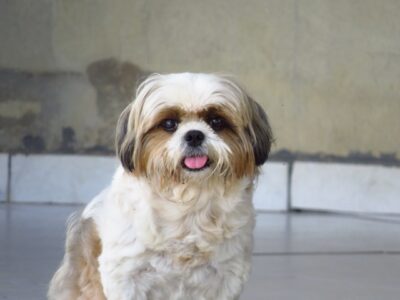 Shih Tzu with tongue out