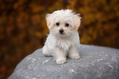Maltese pup on a stone