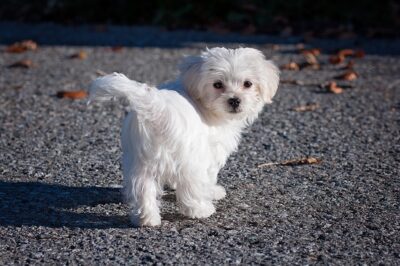 Maltese pup walking on the pavement