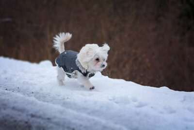 Maltese walking in the snow
