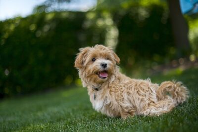 Maltipoo dog sitting down 