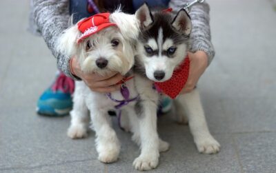 Bichon pup with Husky puppy