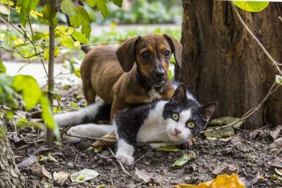 Dachshund playing with a cat