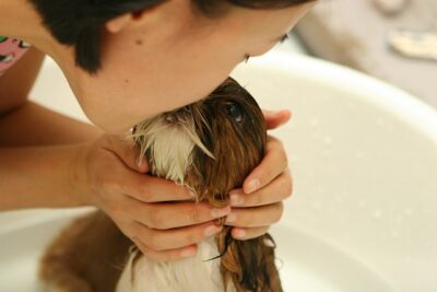 Dog being bathed