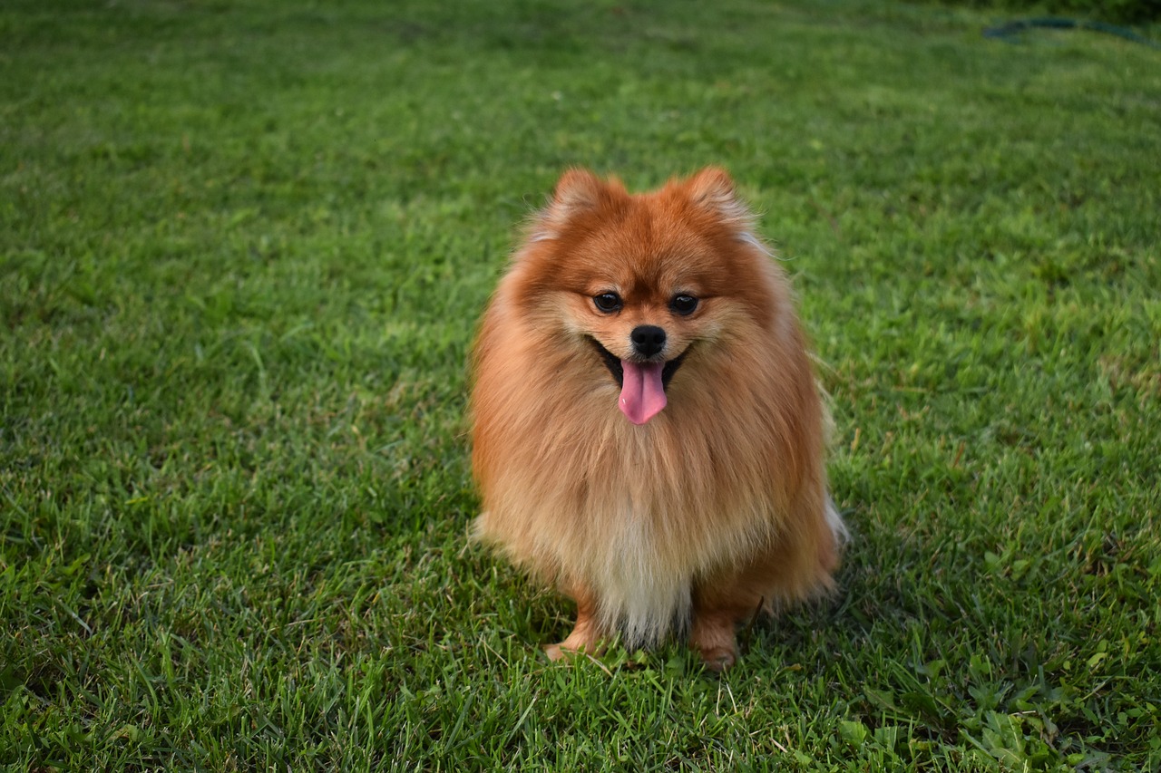 Pom-Pom-Pomeranian