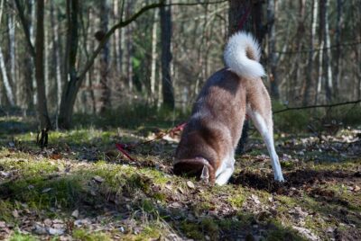 Siberian Husky Digging