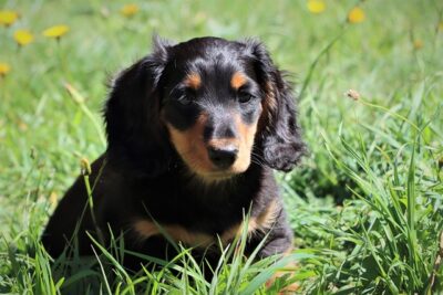 Long Haired Dachshund outside