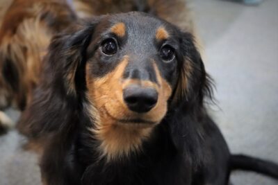 Close-up Photography of Long Haired Dachshund